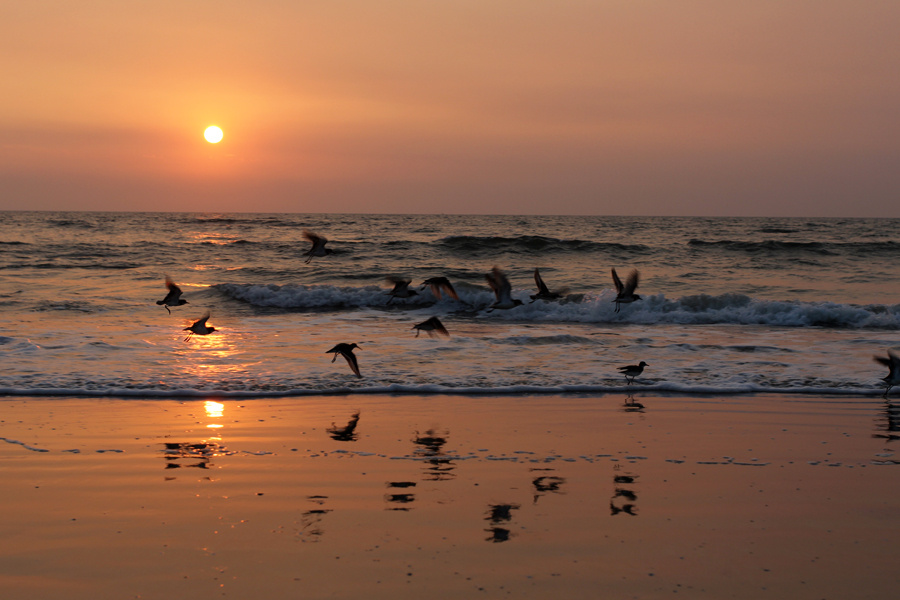 Индийское море на закате море закат Индия гоа птицы