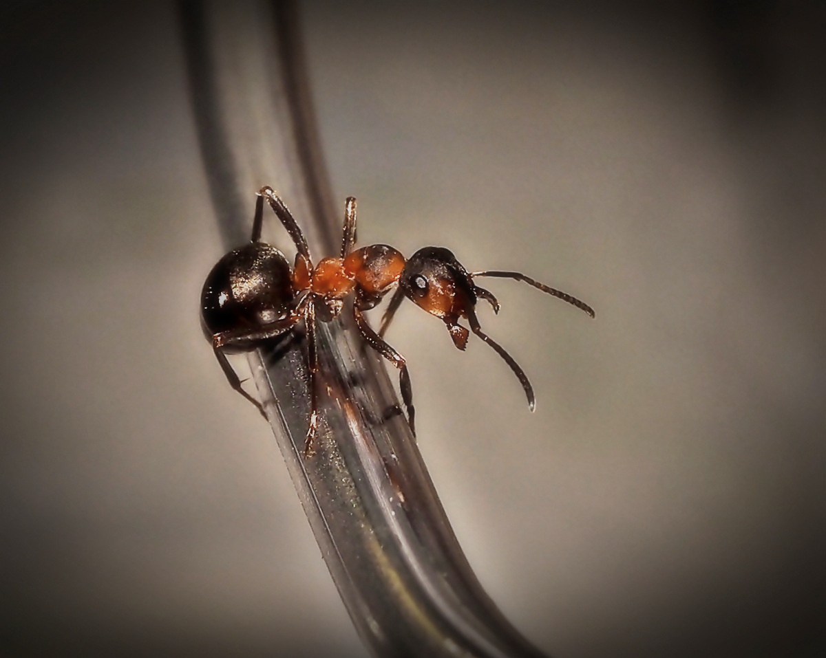 Верхолаз муравей макросъемка трубка