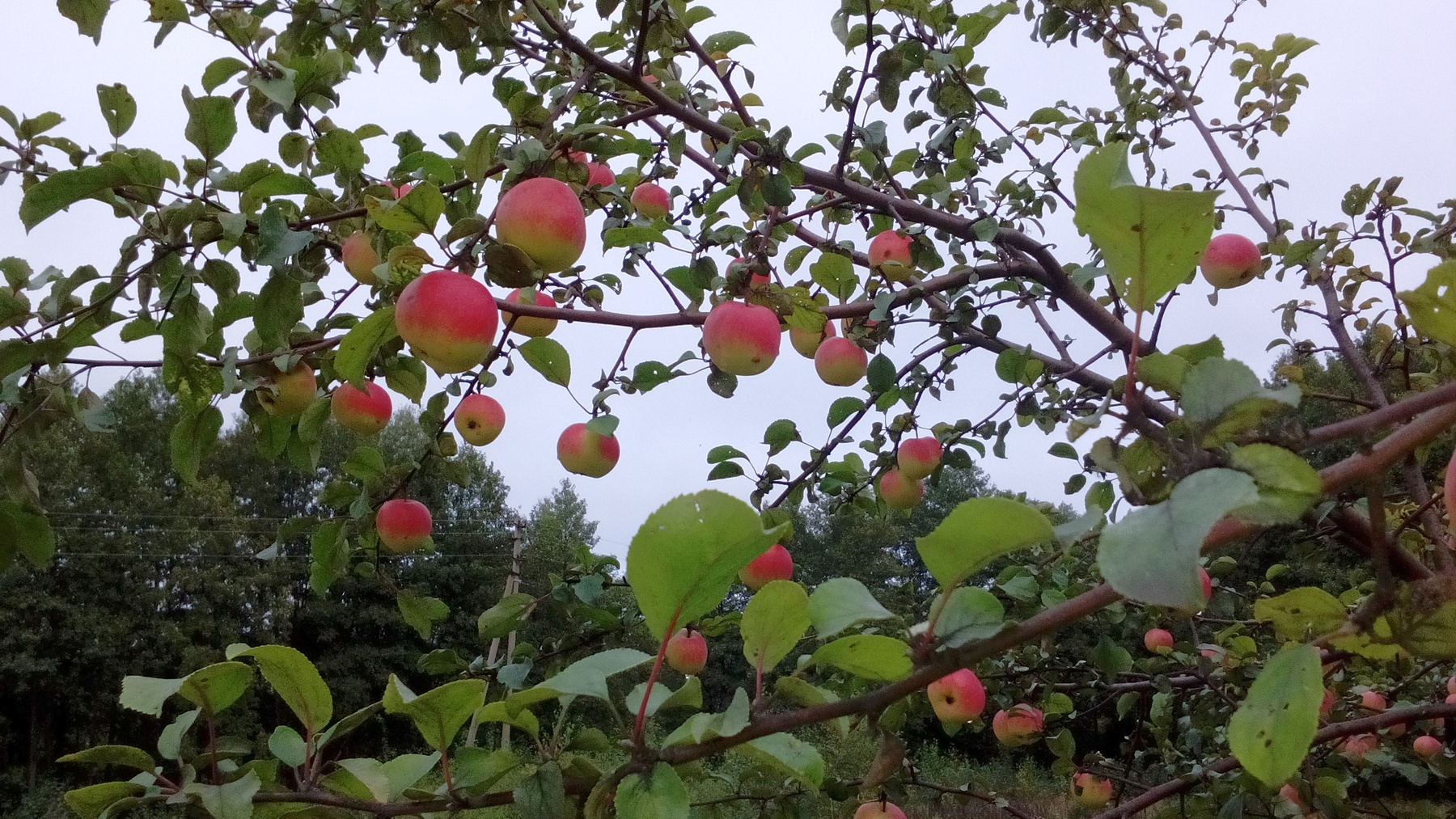 Плоды на дикой яблоне яблоня яблоки у дороги природа