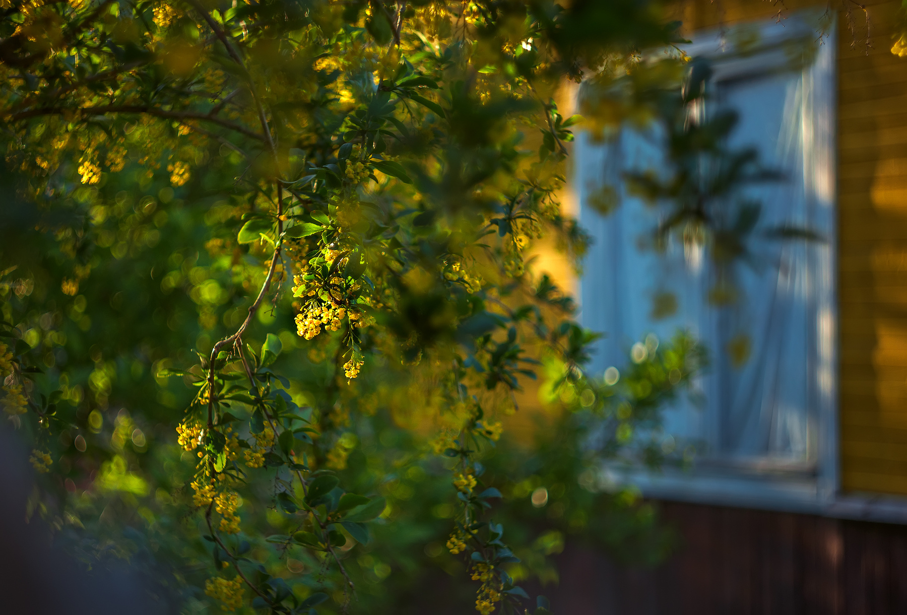Барбарис расцвел в саду барбарис дача цветы весна закат солнце желтый свет мануальная оптика гелиос