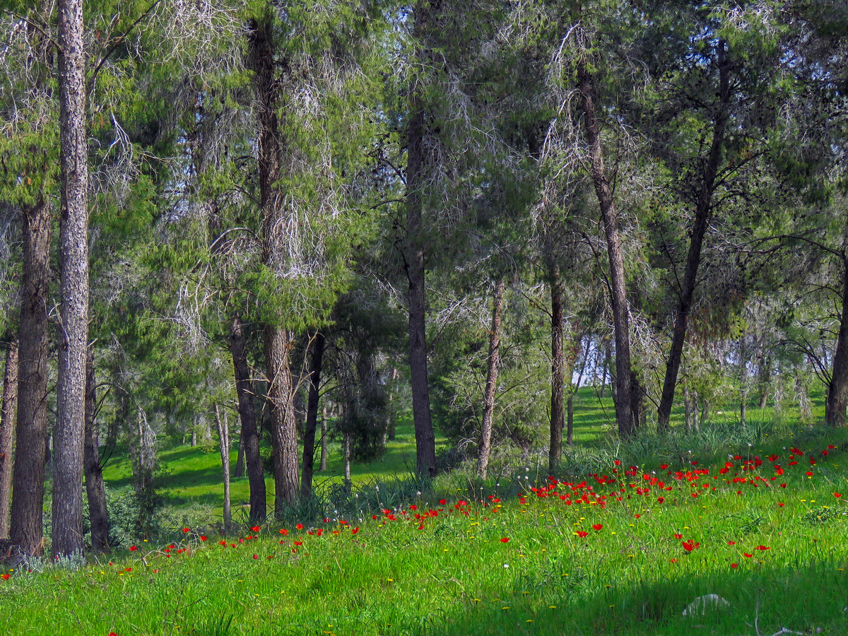 В февральском лесу лес цветы анемоны Израиль