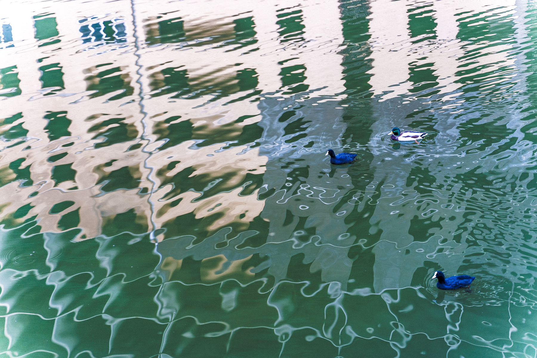 Утиный урбанистический сюр сюрреализм утки природа вода город стройка