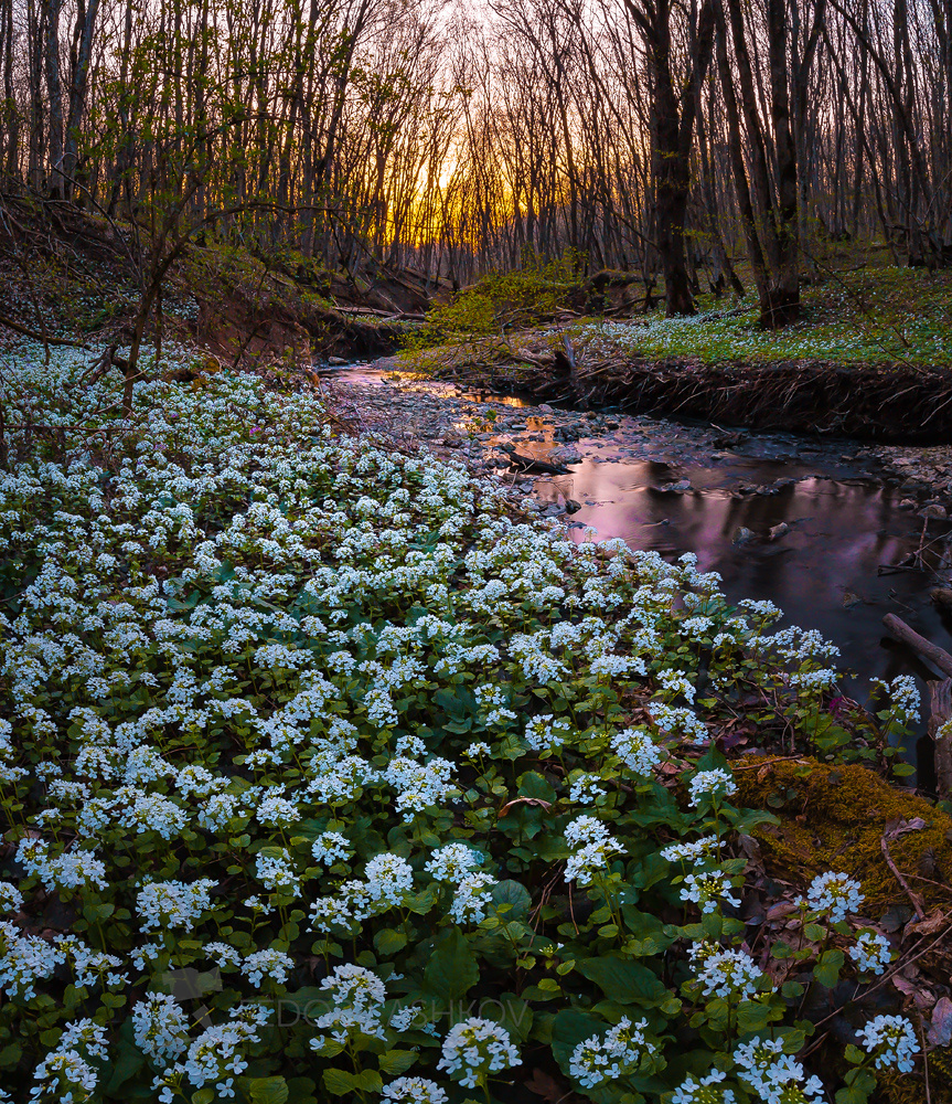 Цветущие берега ручья Ставропольский край цветы природа флора толстостенка крупнолистная первоцветы в лесу лес весна ручей лесное закат сумерки цветущее
