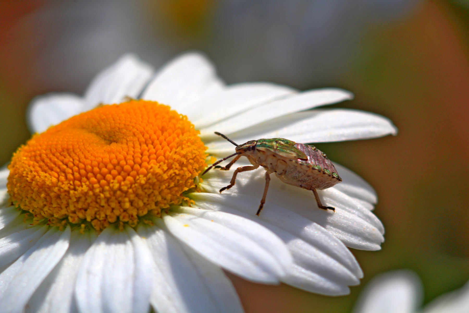 *** природа лето насекомые жара красота