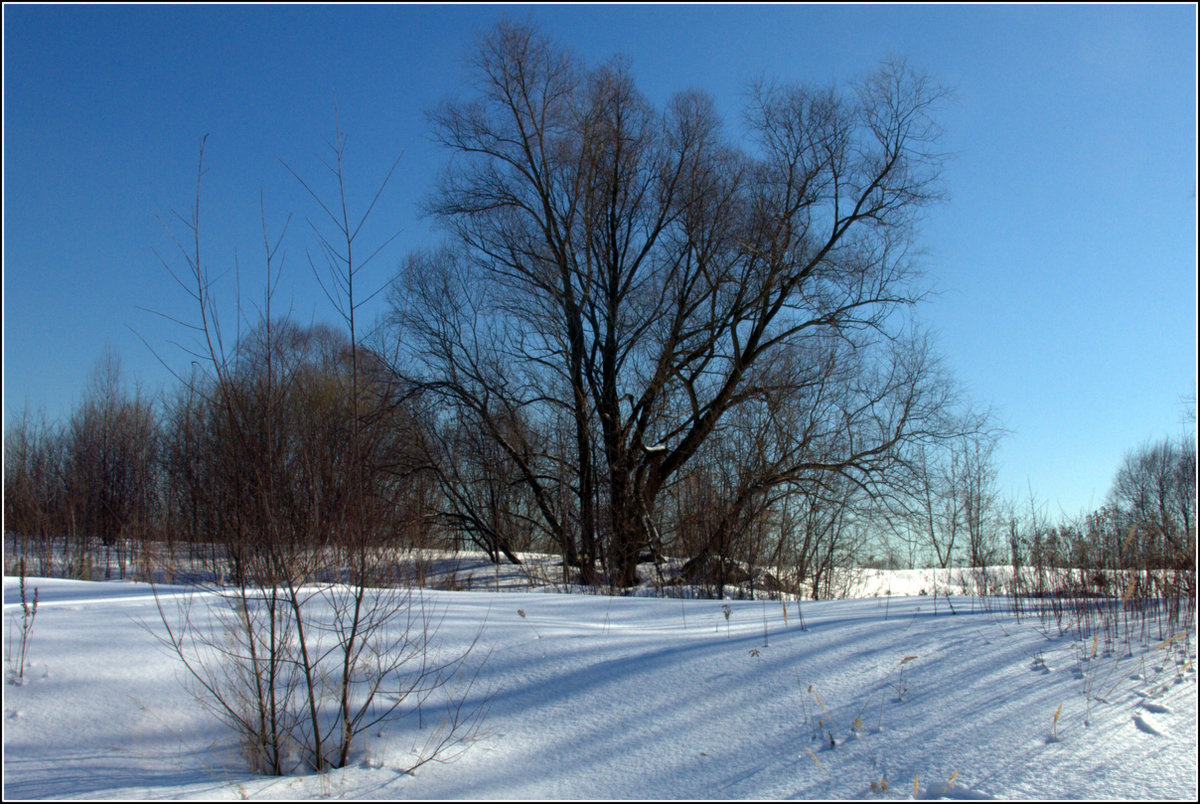 Март снежный. снег солнце дерево кусты