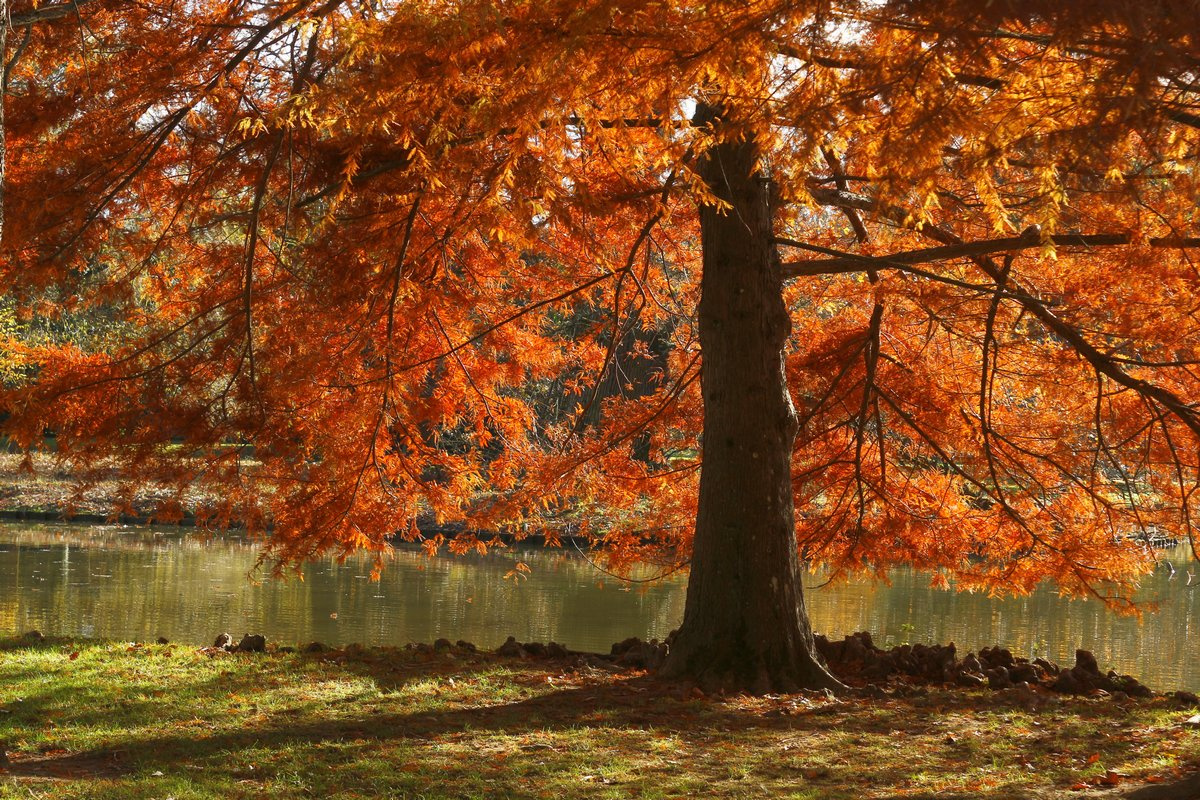 Осень рыжая подруга Парк деревья осень листья