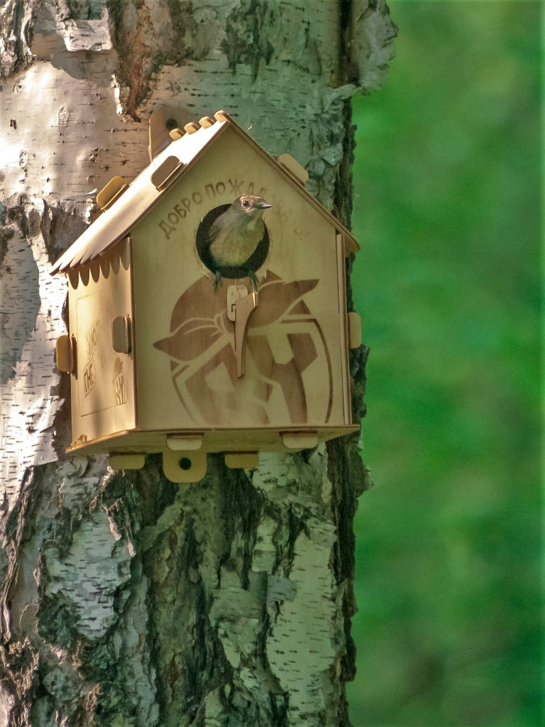 Часы с кукушкой Птицы лес природа