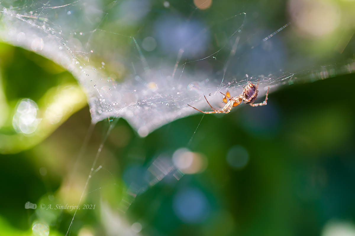Паучок на паутине паук насекомое природа