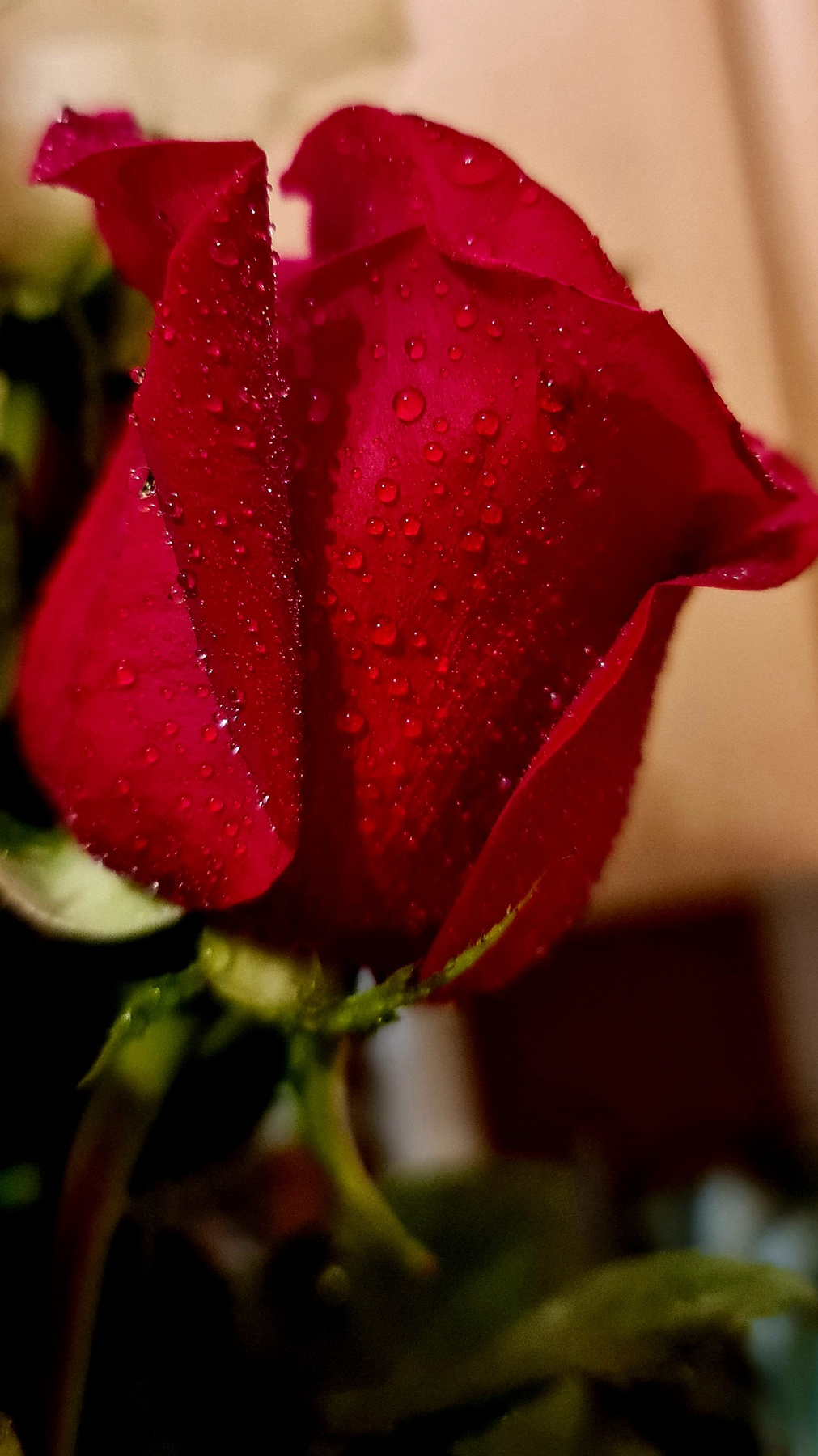 Профиль)) роза цветок красная подарок