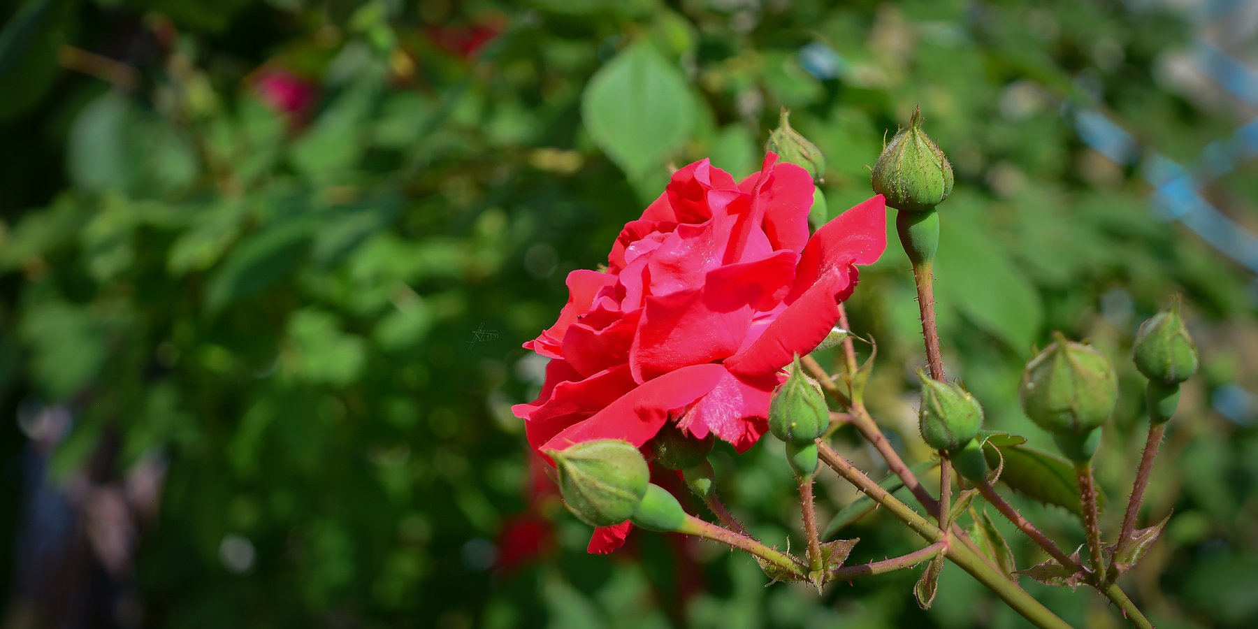 Розы природа вечна май цветение розы вьющиеся красные 20190520