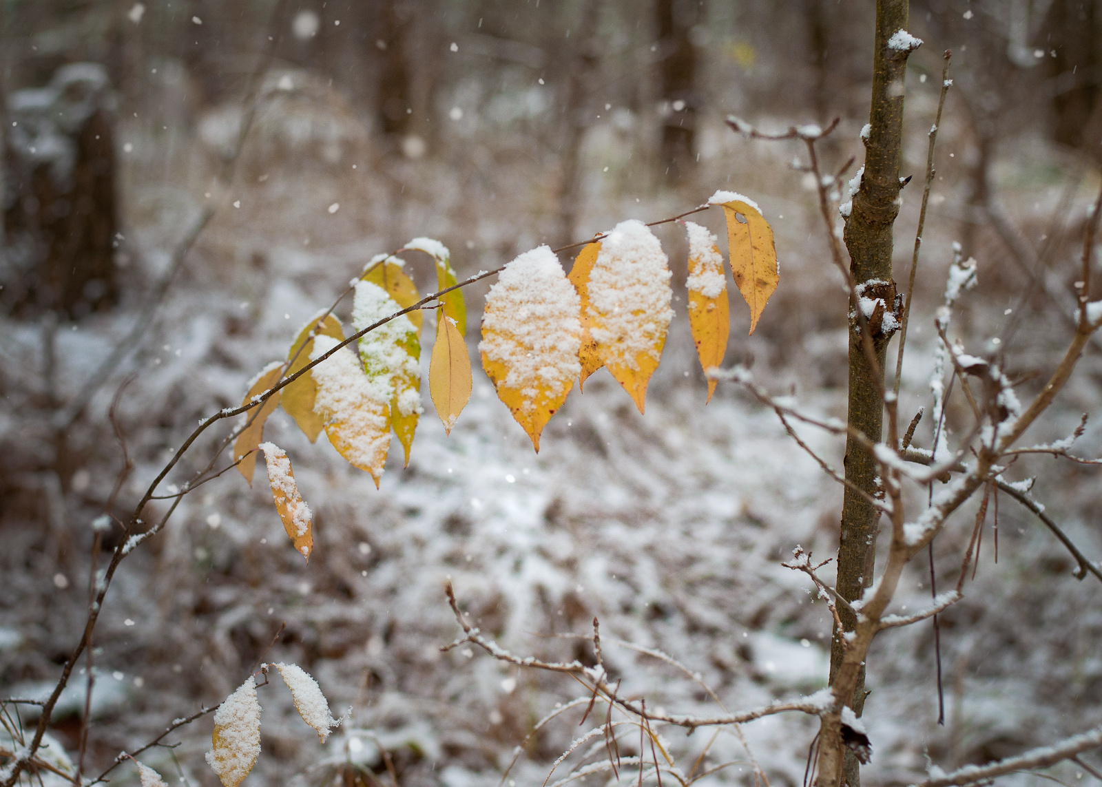 осень встречает зиму зима осень лес снег природа