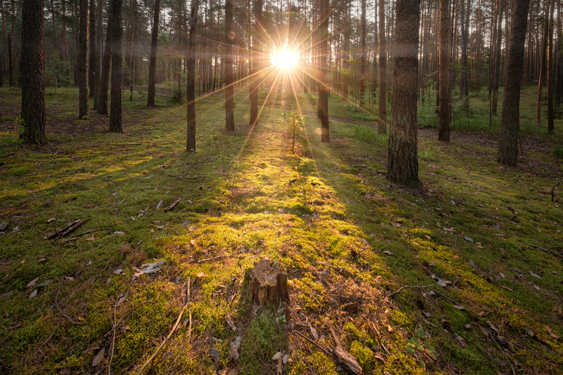 Утро в Сосновом бору пермь сосновый бор лес сосны солнце лучи утро деревья зелень пейзаж природа