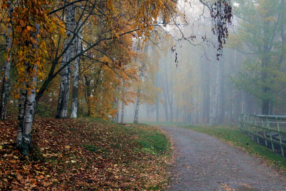 Туманное утро Туман осень деревья листья