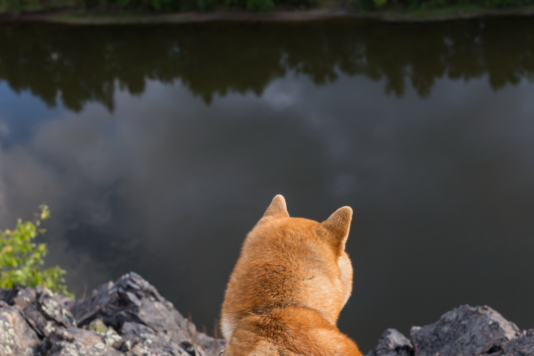 Взгляд в бездну. собаки сиба-ину природа шиба сиба лес отдых лето сибакен река