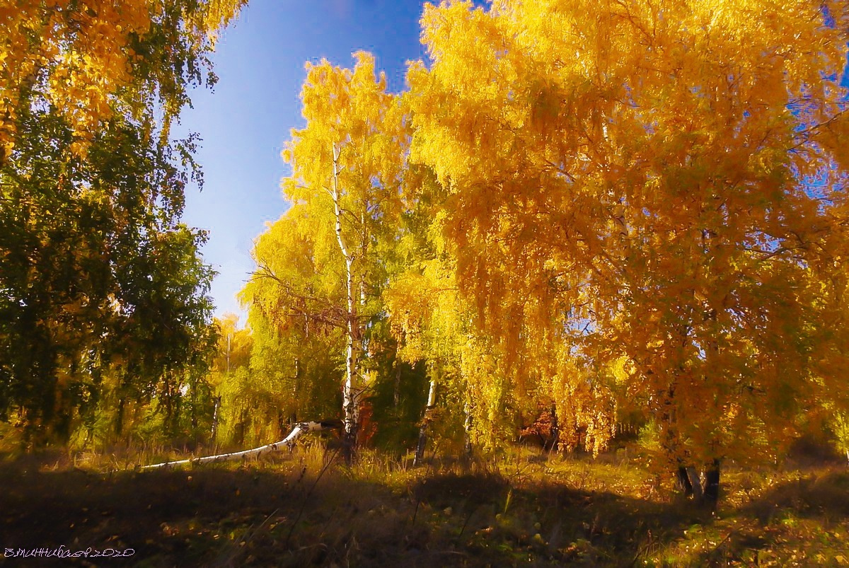 Осенние краски пейзаж природа осень лес