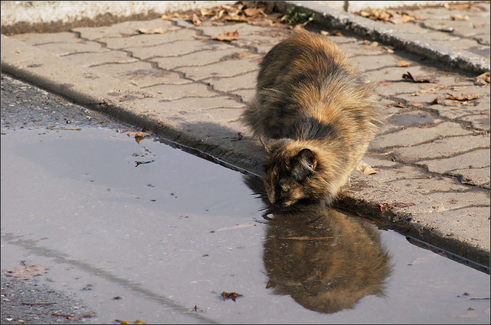 Жажда Осень отражение кот кошка лужа