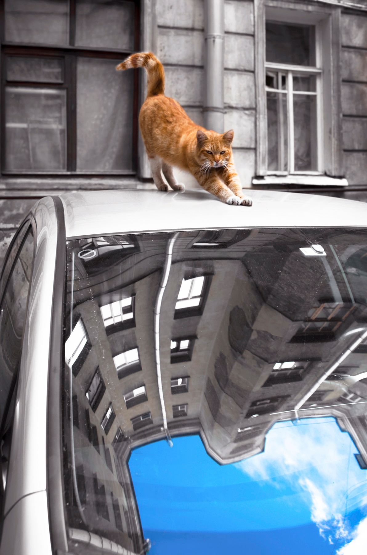 Хозяин двора Город Питер двор улица коты кошки отражение небо автомобиль стрит