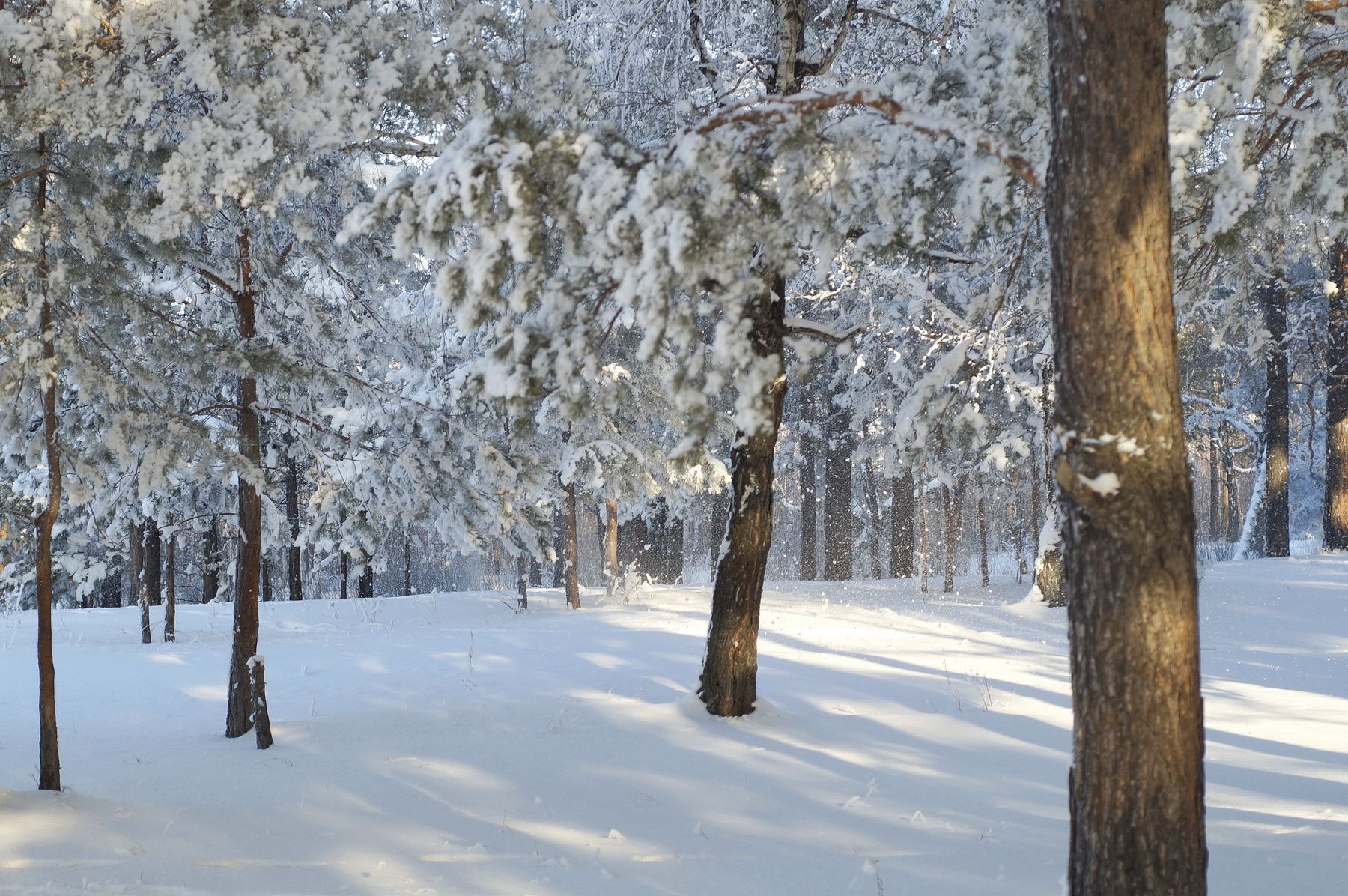 Зимние картинки зима сосна лес снег