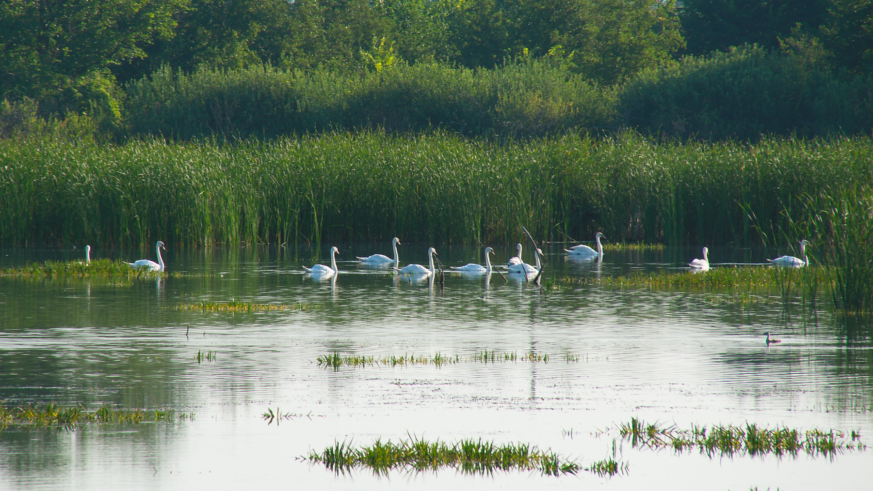 Лебеди на озере 