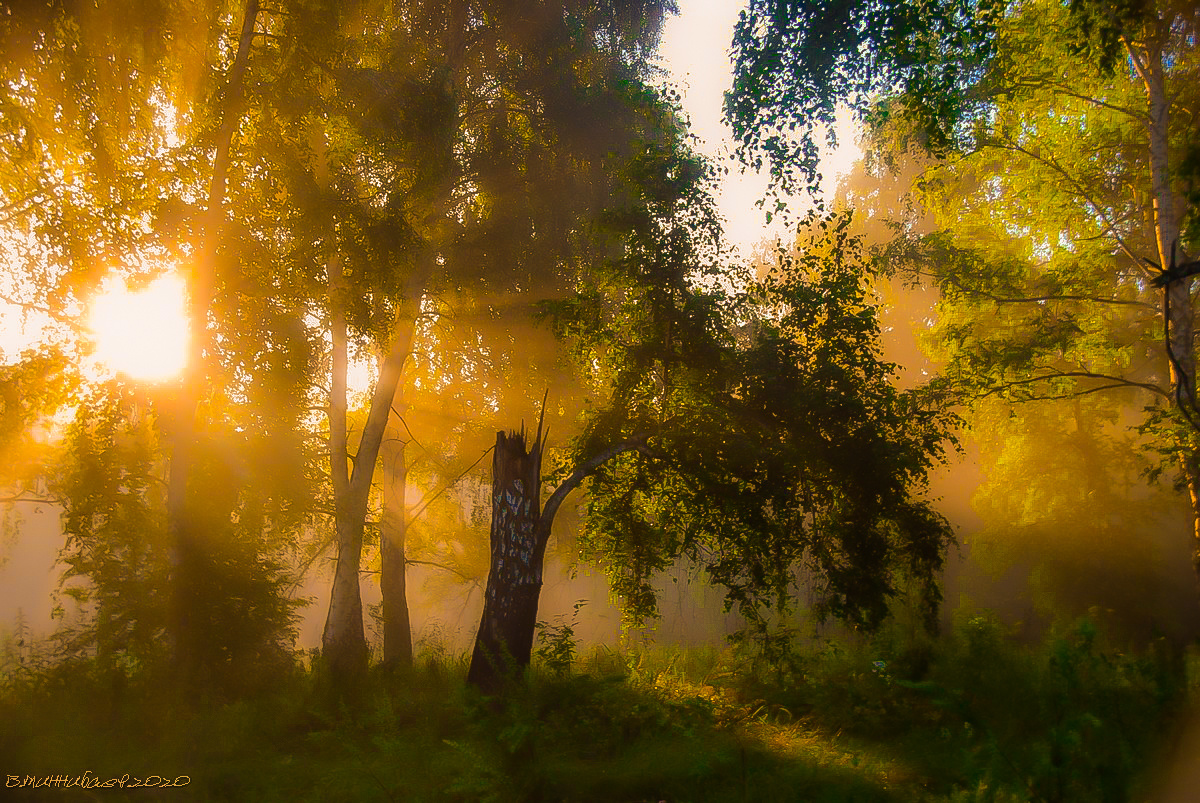 Утренние лучи пейзаж природа лето лес утро лучи