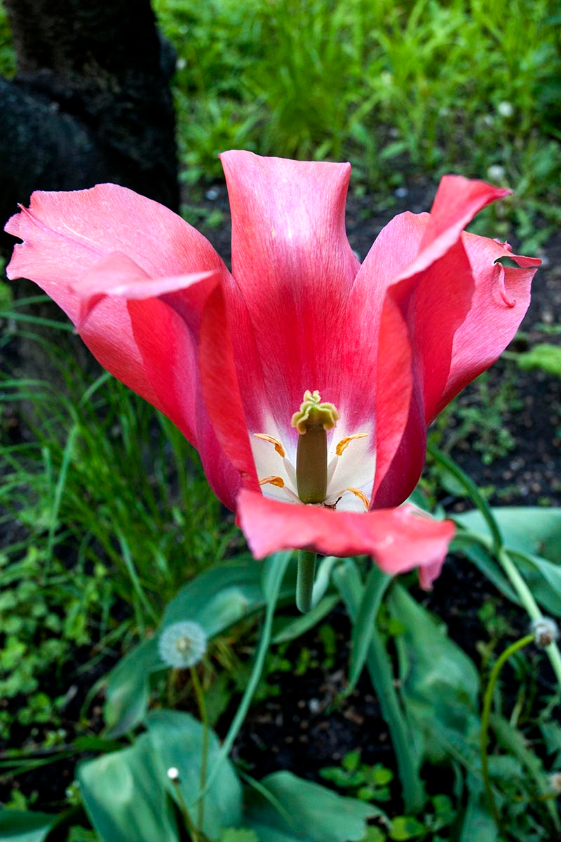 Тюльпан. природа цветок