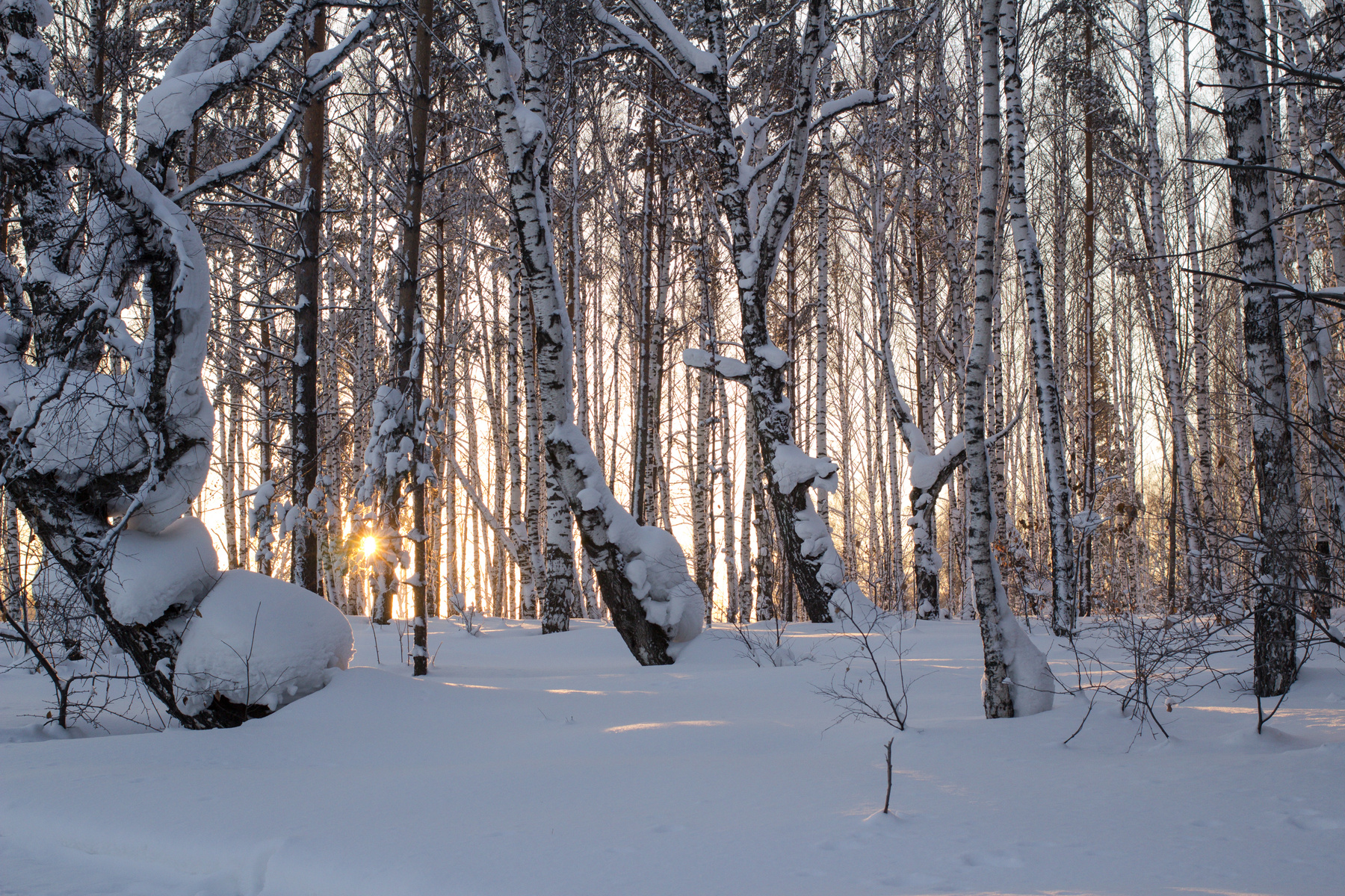 утро в зимнем лесу) зима декабрь мороз березы солнце восход тени сибирь лес