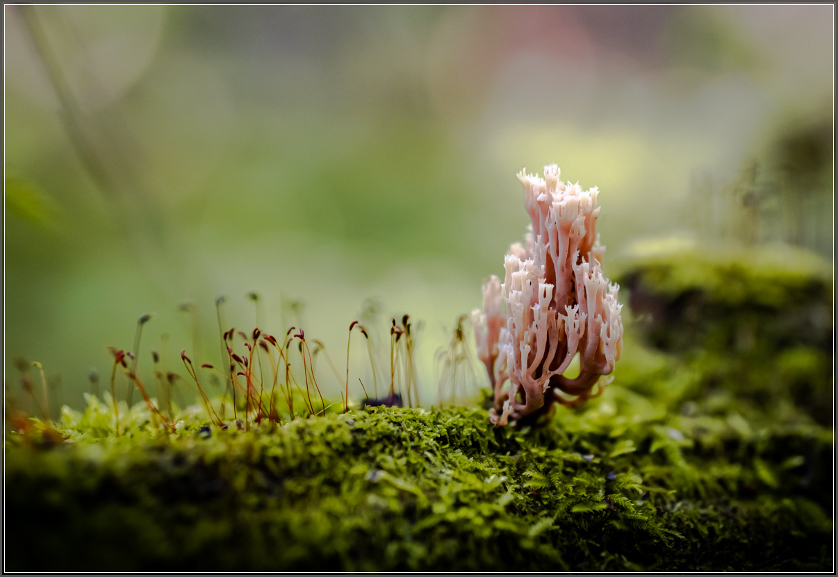 Сказка осеннего леса осень лес грибы
