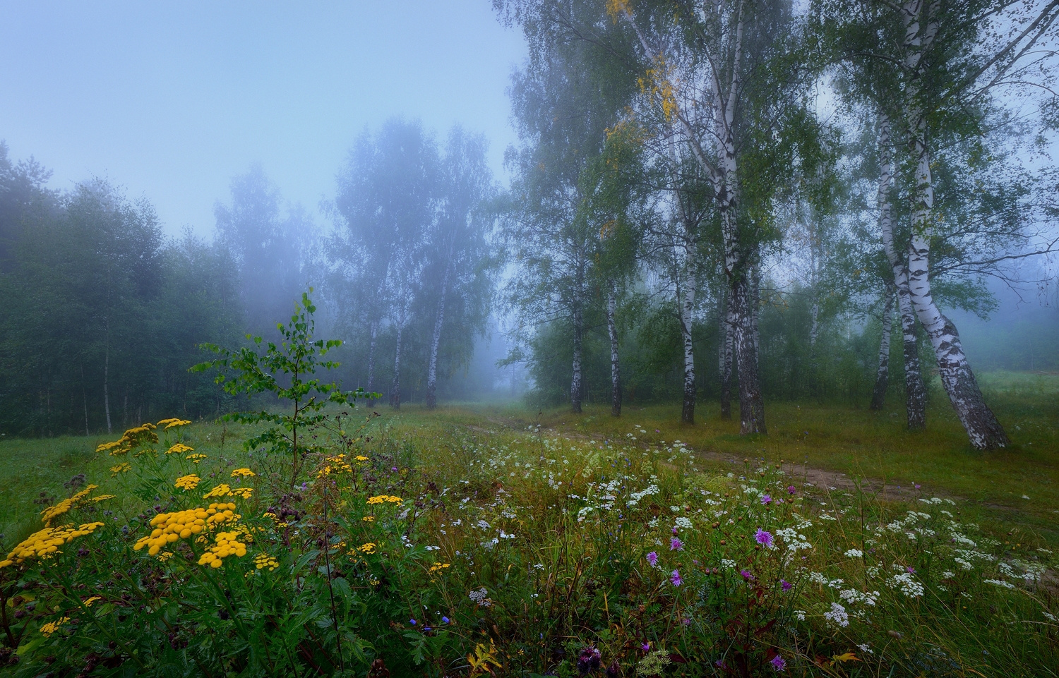 Там за туманами пейзаж рассвет туман природа цветы