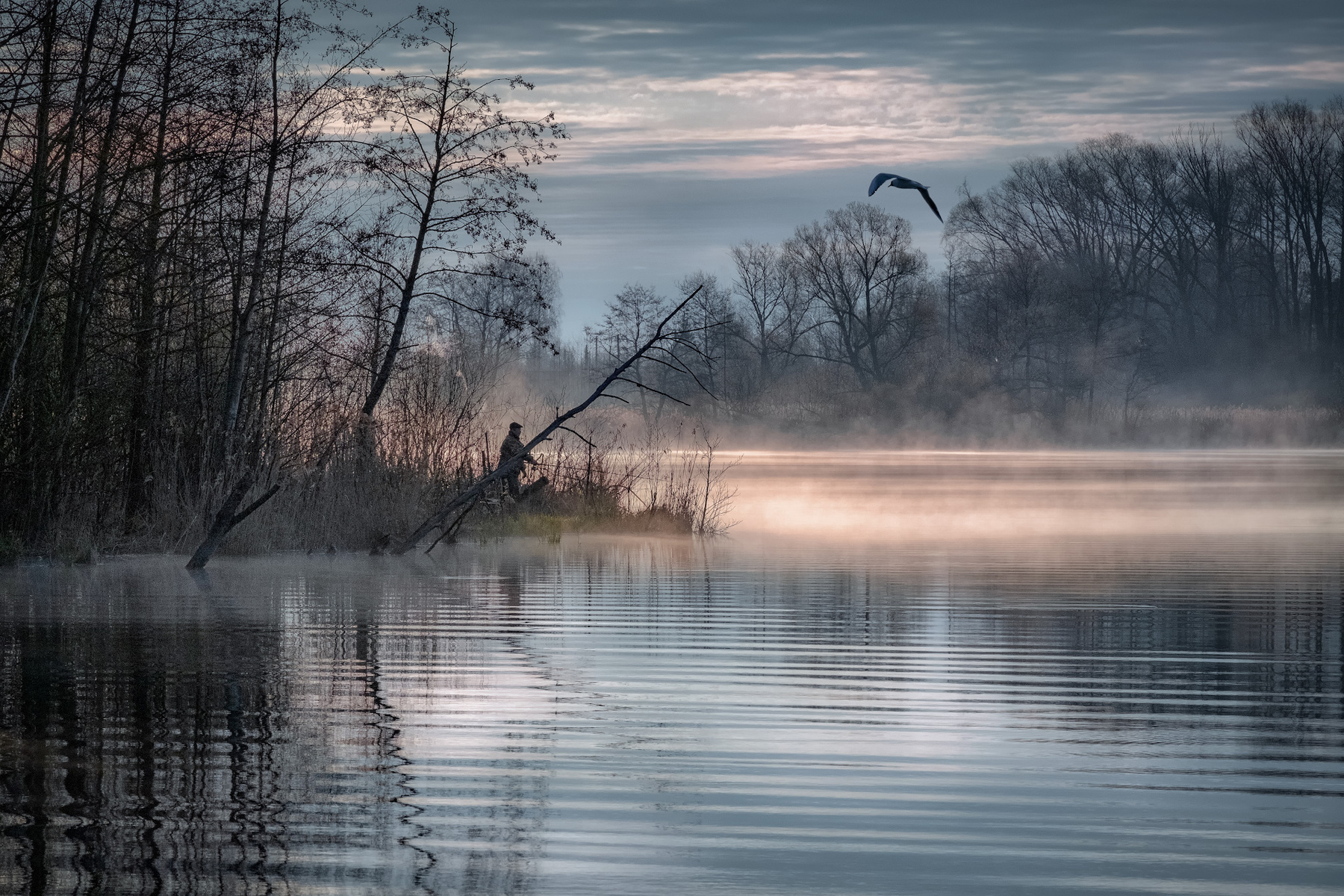 Удочка в кустах шатура озеро лес утро рассвет рыбак чайка деревья туман дымка пейзаж