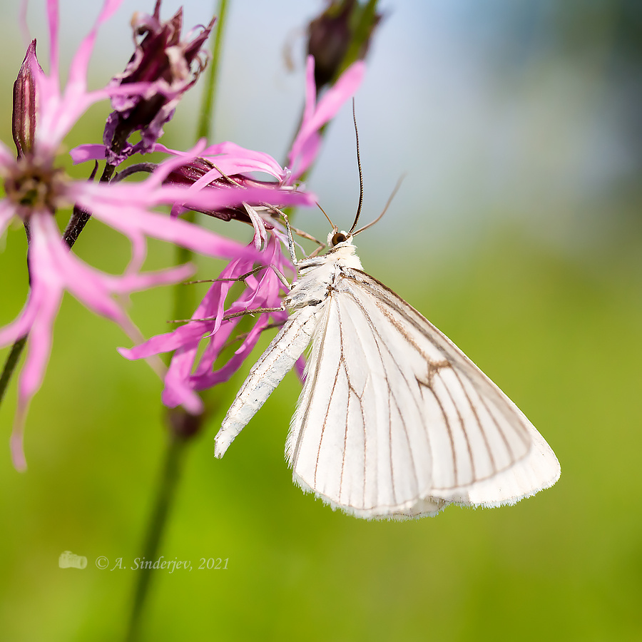 Бабочка белянка макро бабочка насекомое природа лето
