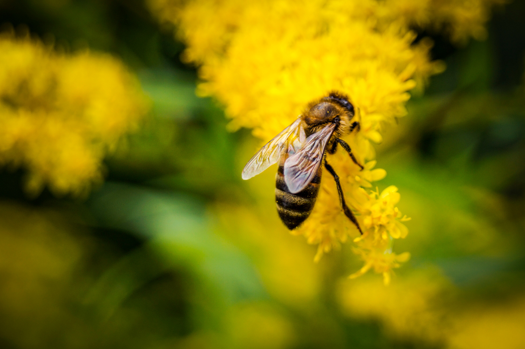 *** пчелка пчела цветок желтый растение