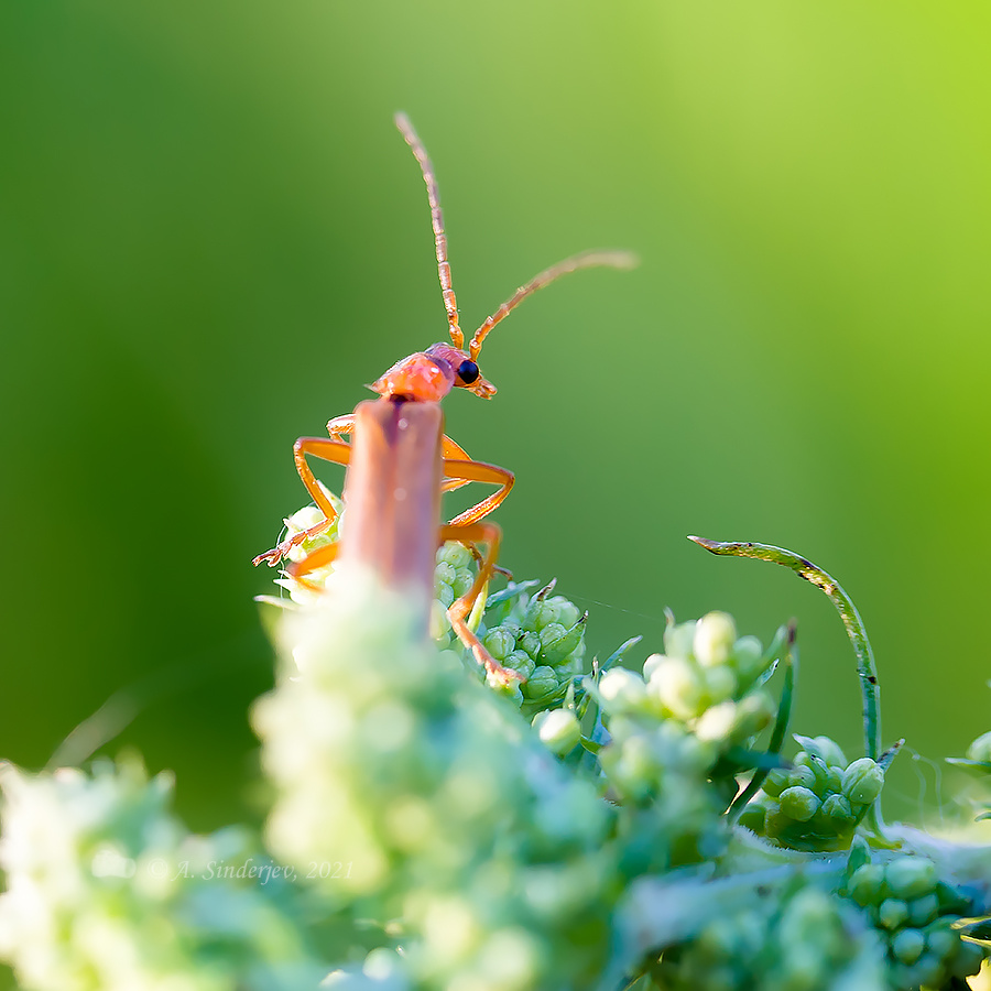 В дозоре жук макро насекомое природа