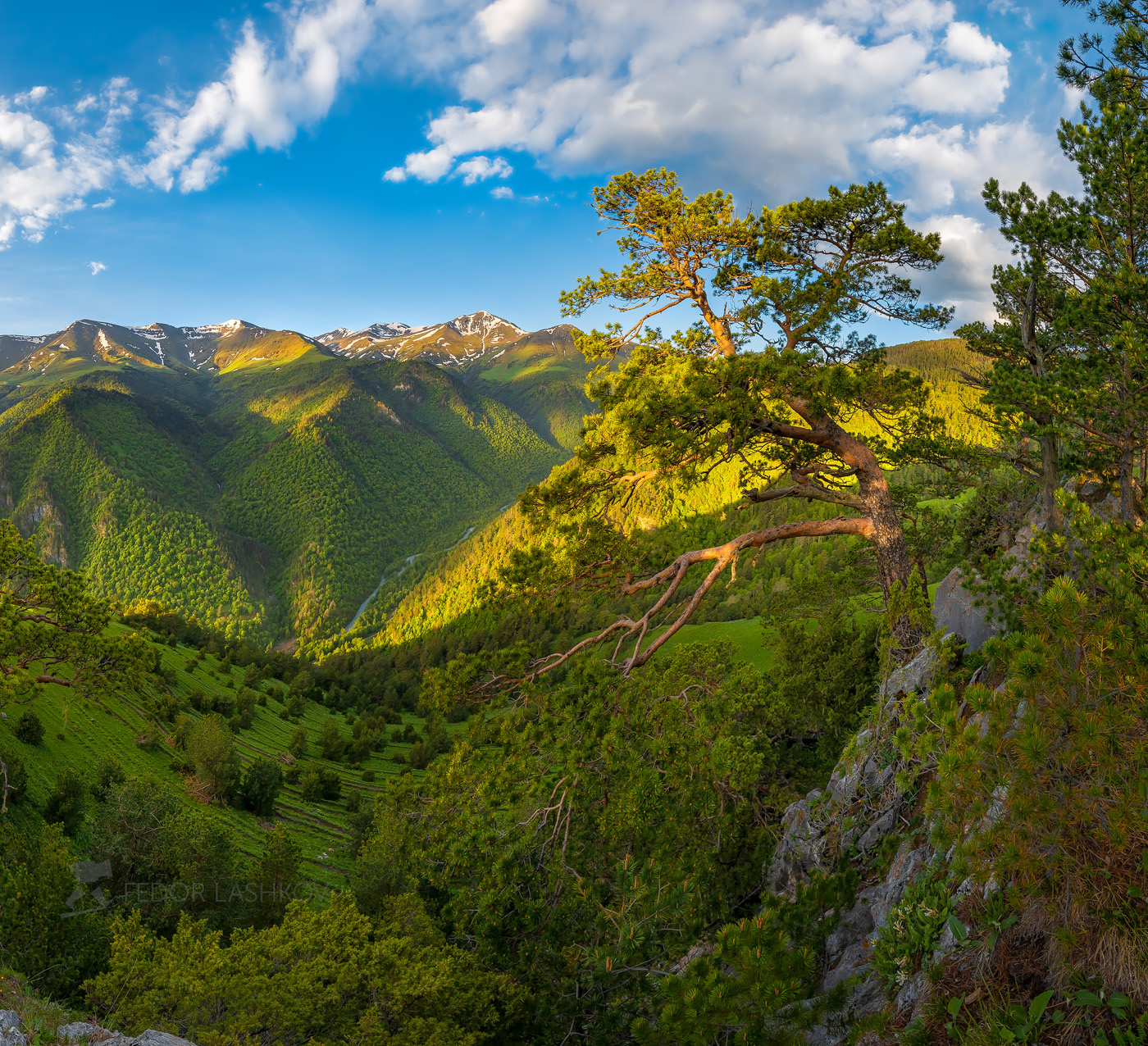 Сосны Архыза Северный Кавказ Горы гора Архыз хребет горное сосна сосны лес деревья лесное дерево путешествие скалы