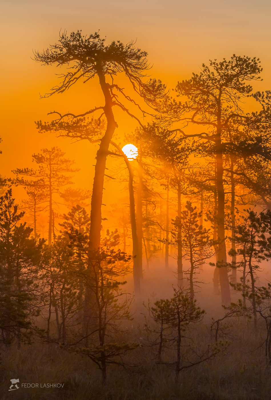 Оранжевый мир фототур Ленинградская область деревья сосна болото рассвет туман лето солнце лучи оранжевый