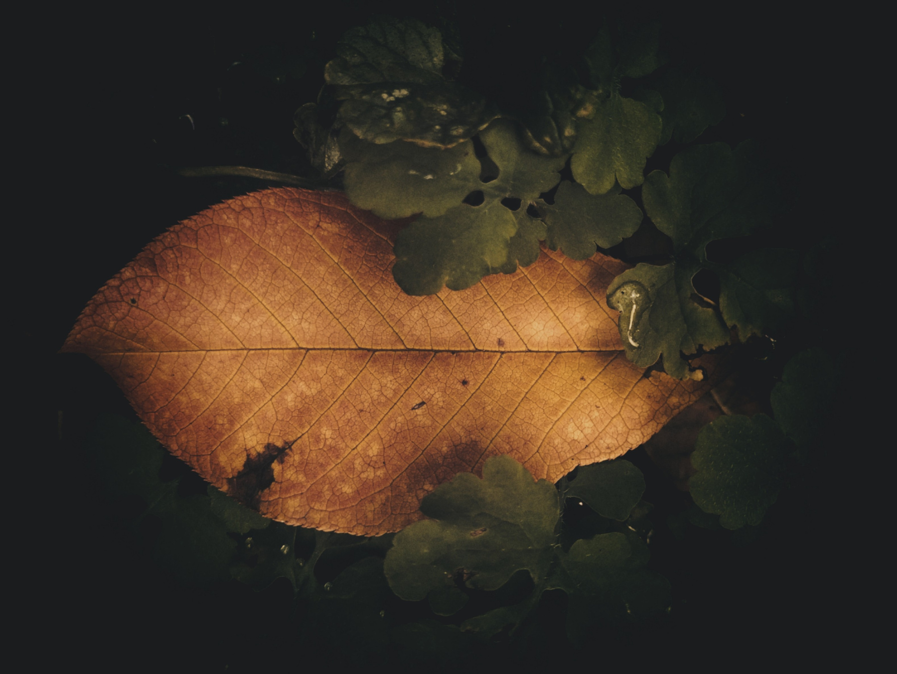 "Secrets" листва в сумерках после дождя сентябрь