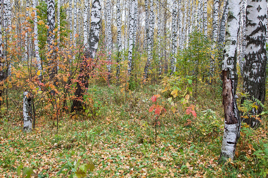 Осенняя зарисовка осень краски дерево