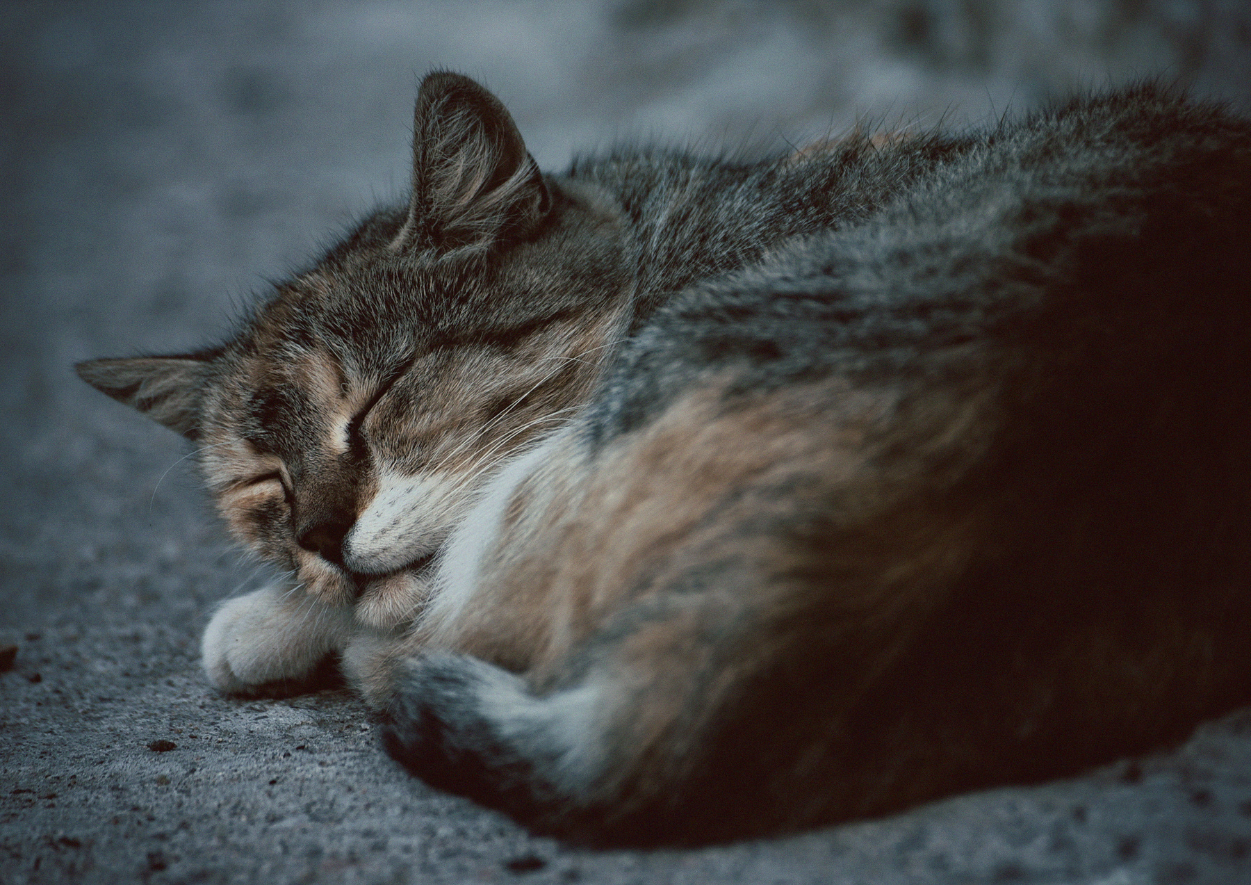 спящий кот кот коты котэ кошка кошки сон