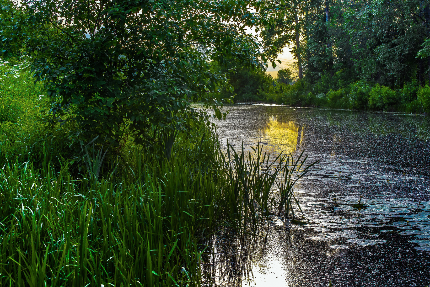 Кусочек вечернего Лета,,,,, лето природа пейзаж вечер река Россия