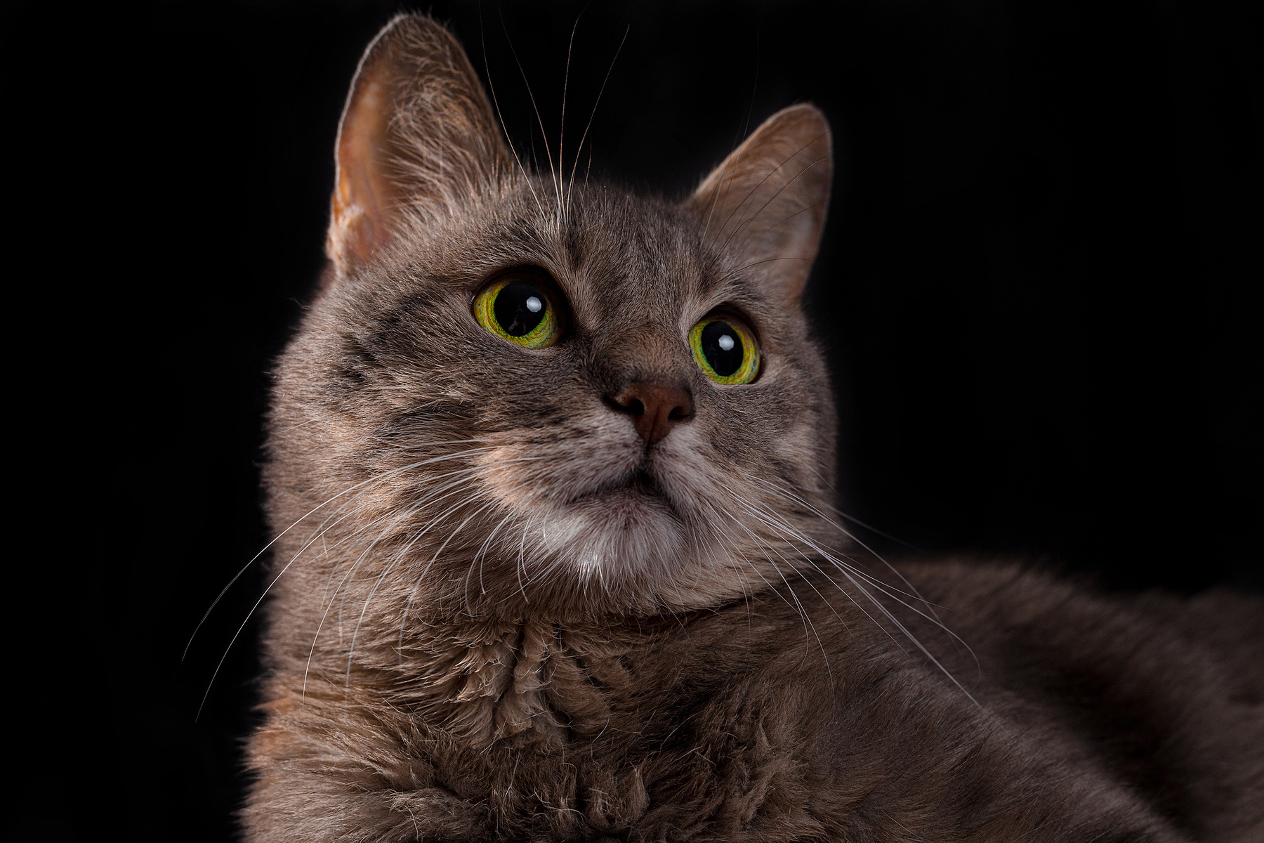 Лайт Животные портрет кот студия глаза