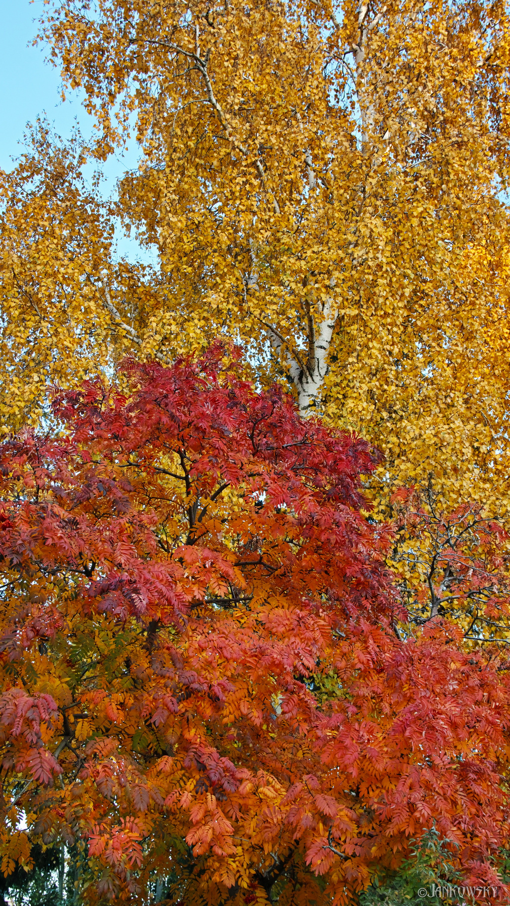 Идеальная октярьская заставка для смартфона Sigma sd Quattro Омск сквер им Морозова обои смартфона октябрь осень красные листья береза