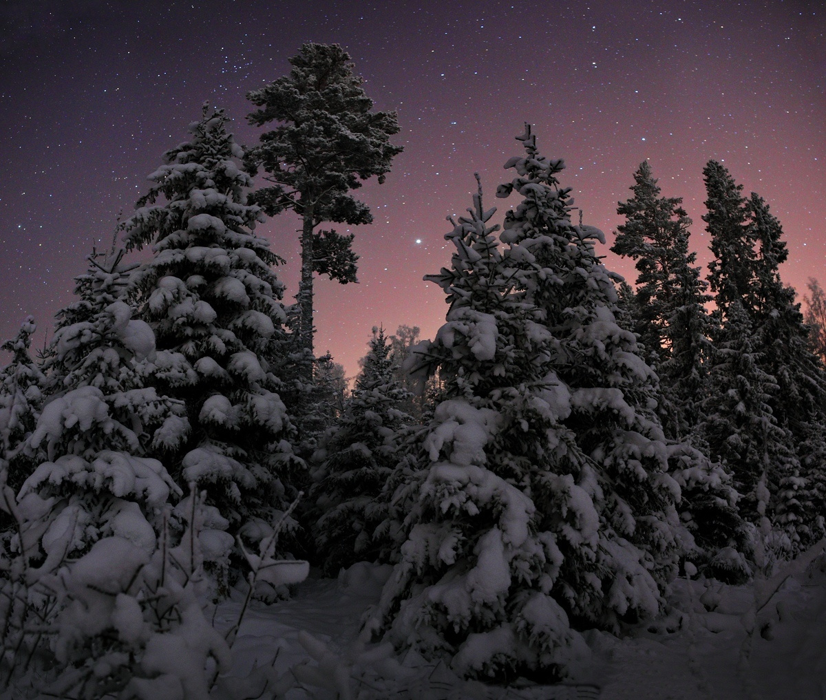 Рождественская ночь ночь звезды заснеженный лес ночной пейзаж астрофотография снег созвездия