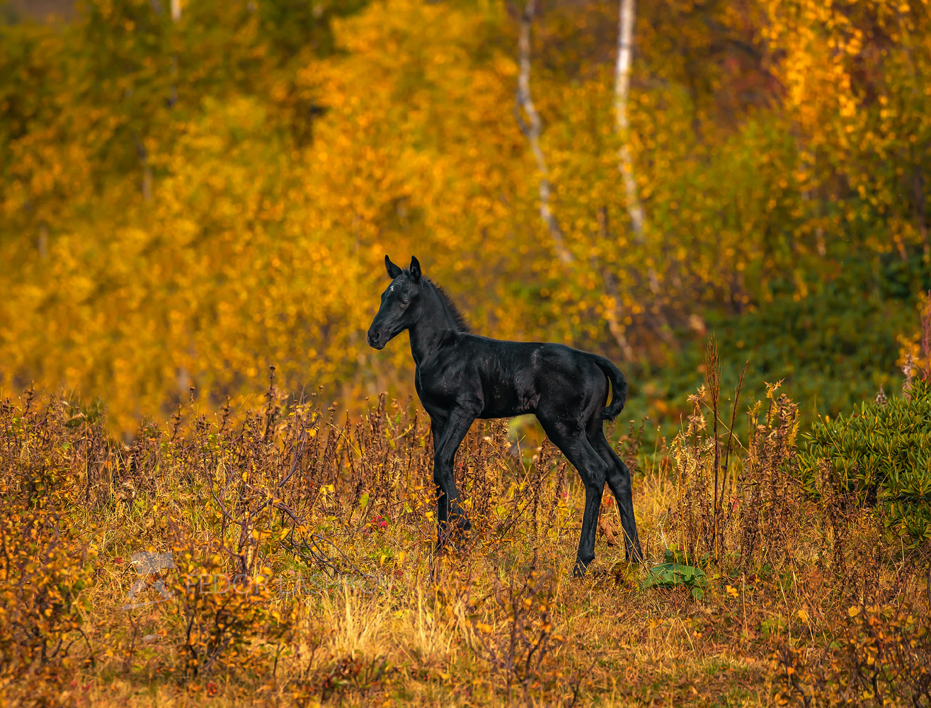 Осенний жеребёнок Архыз Кавказ лошадь жеребёнок малыш детёныш животное осень осенний