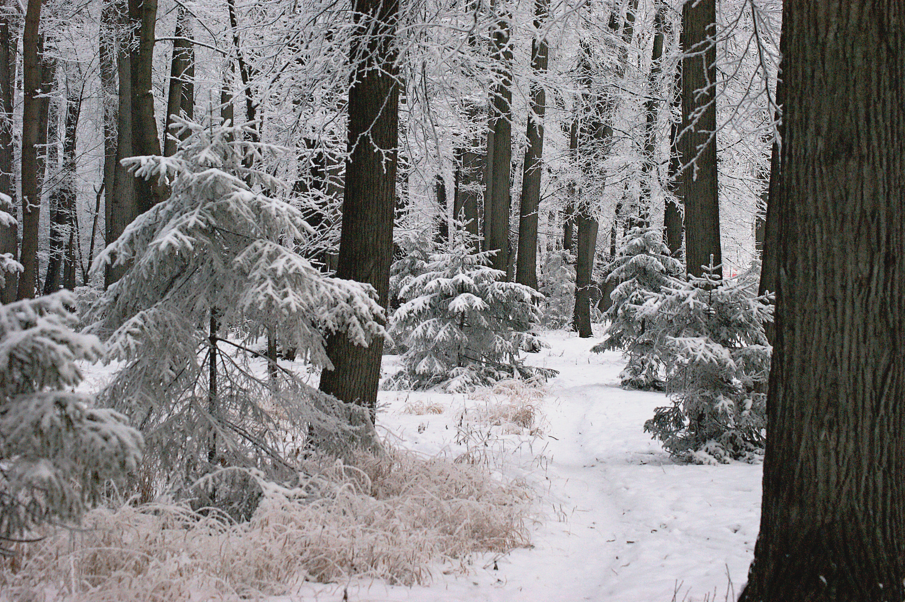 В зимнем лесу лес зима декабрь