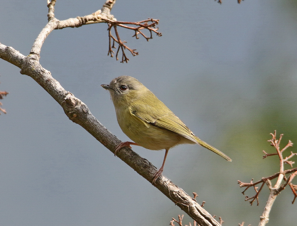 Green Shrike-Babbler 