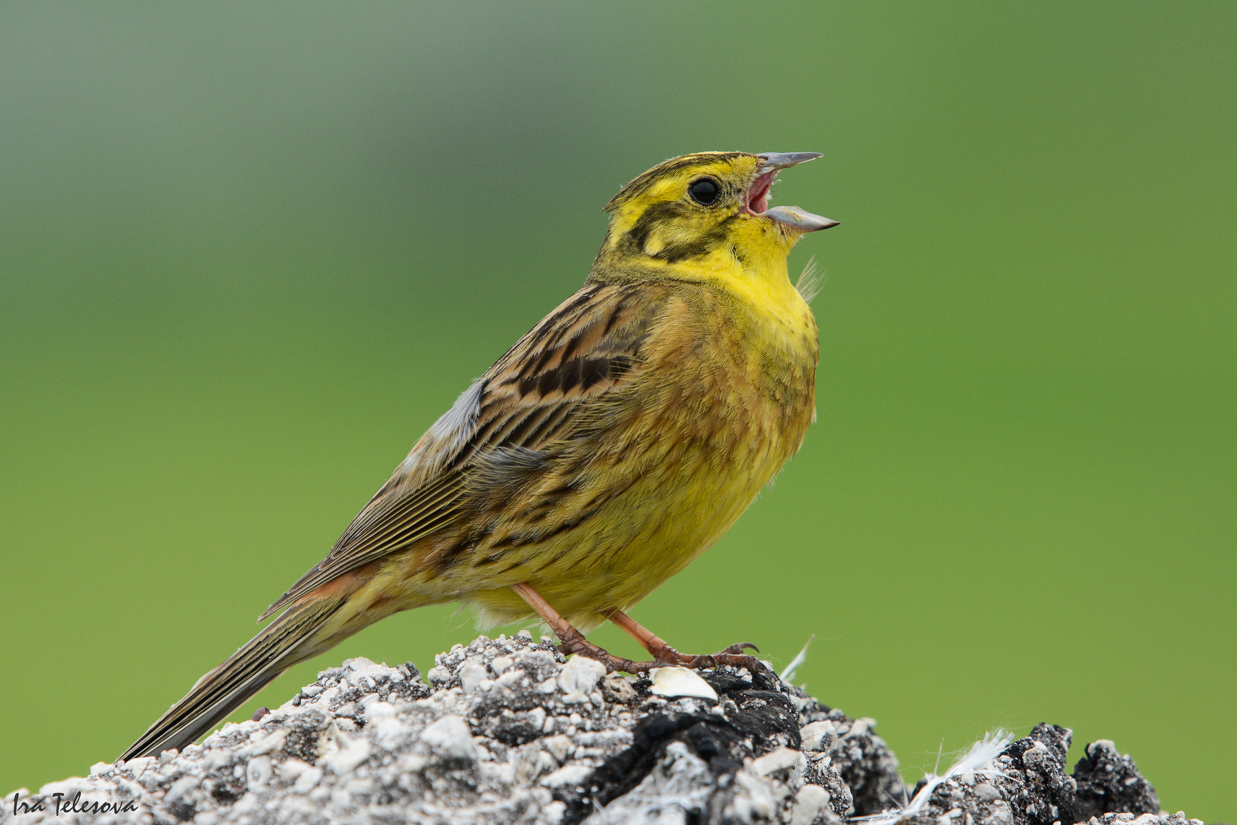 Птичка самара. Обыкновенная овсянка. Овсянка обыкновенная птица. Emberiza citrinella. Обыкновенная овсянка слеток.