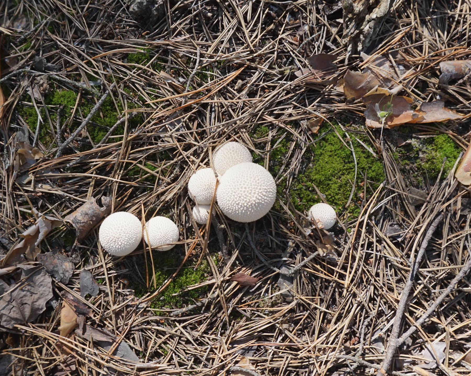 Грибочки 2 Природа осень грибы