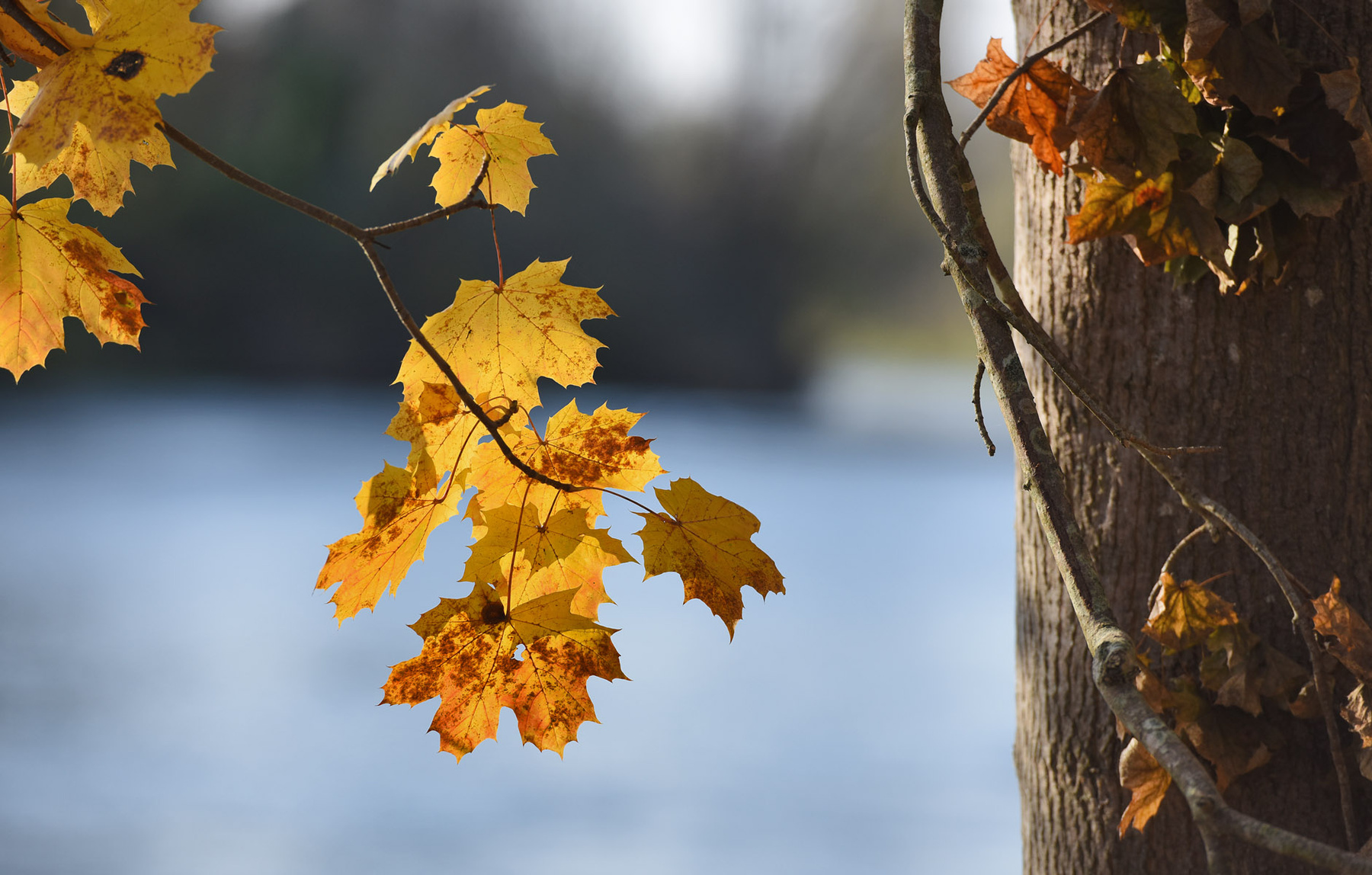 Над водой осень листья река