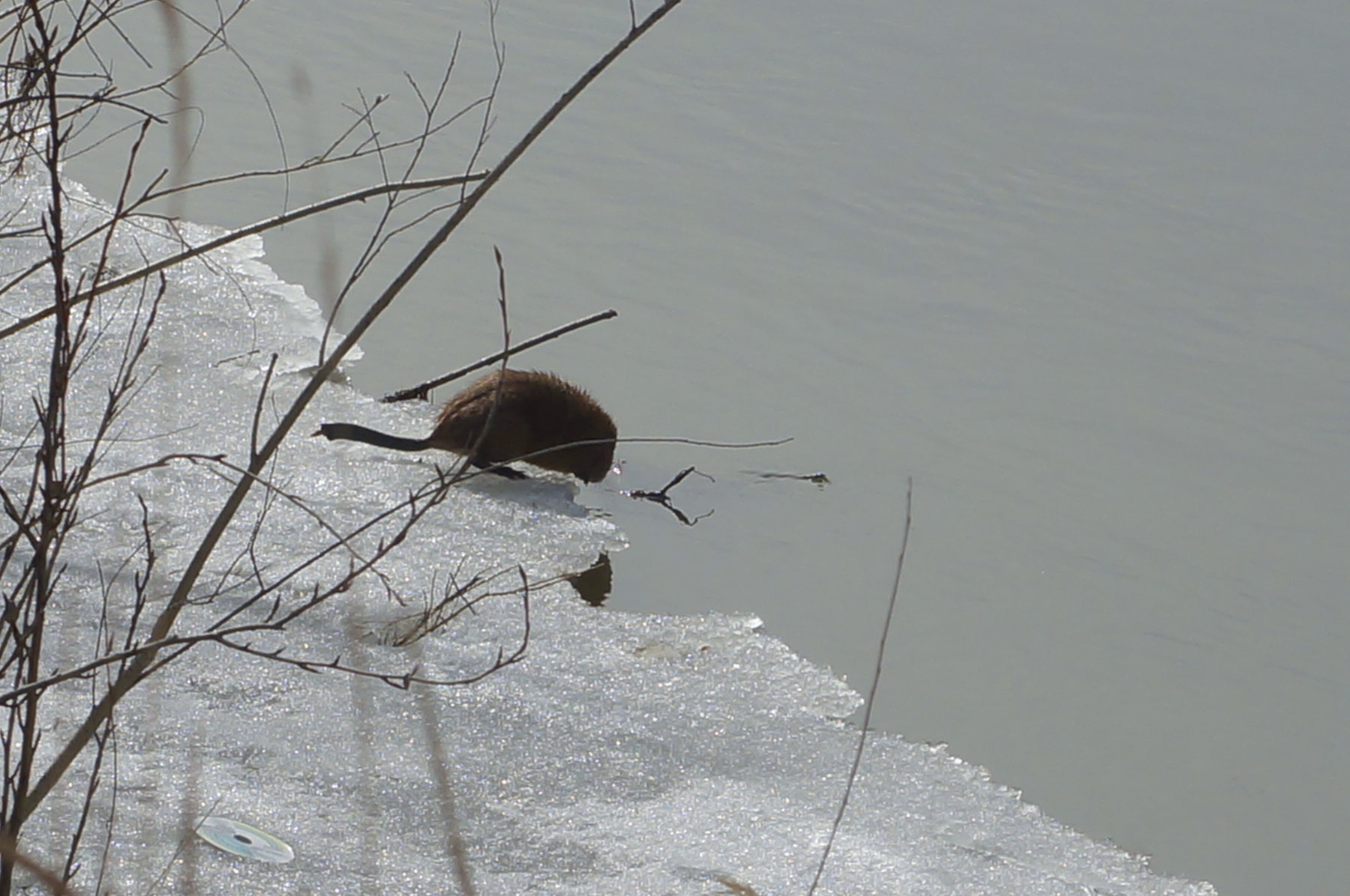 Ондатра ондатра река весна лед