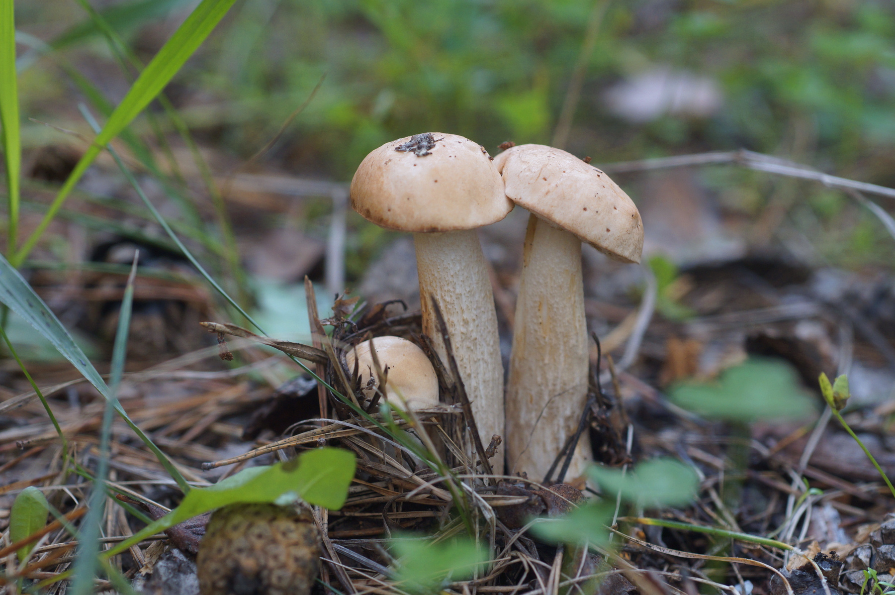 Грибная семейка грибы подберезовики лес осень
