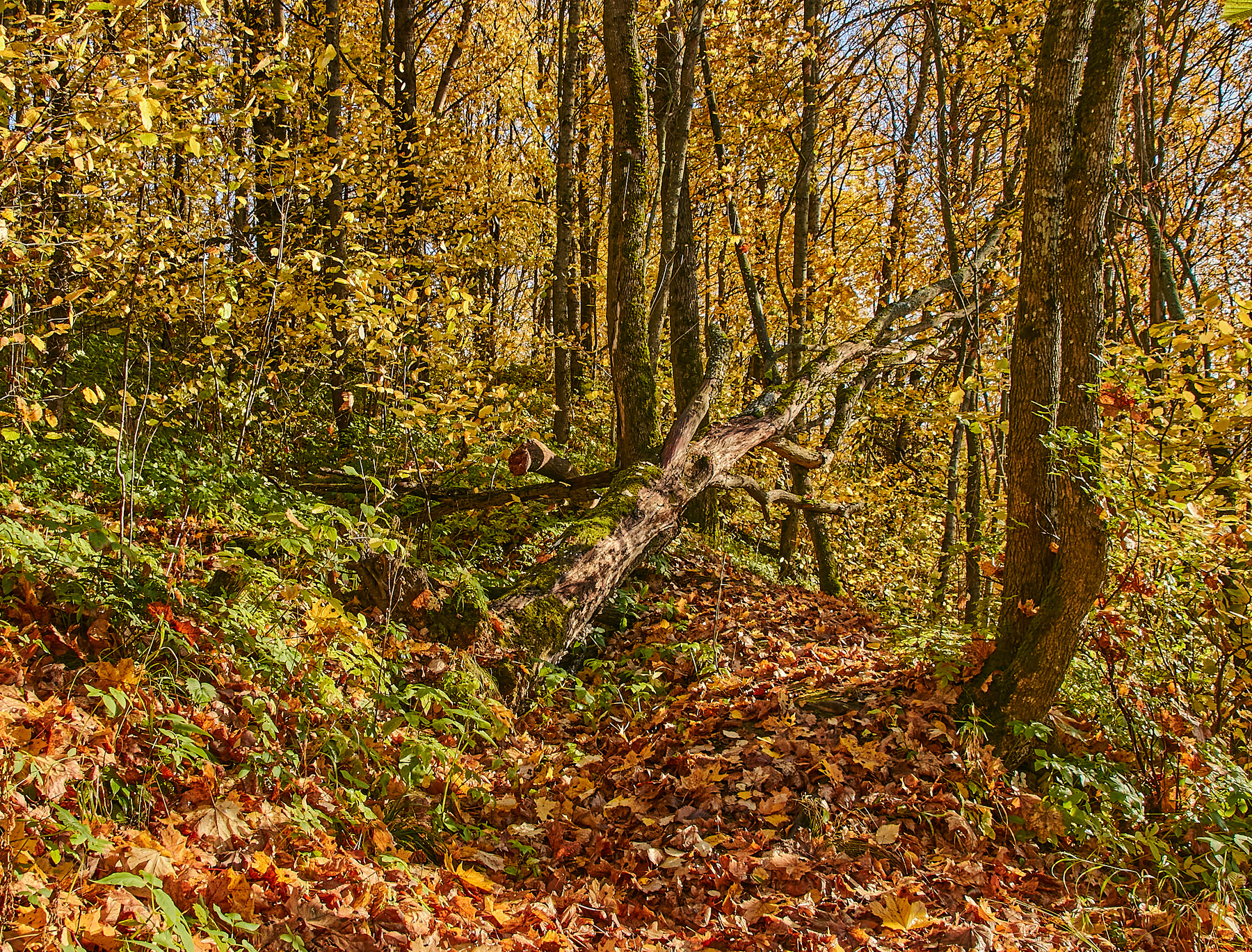 Осенний лес дудергофские высоты осень